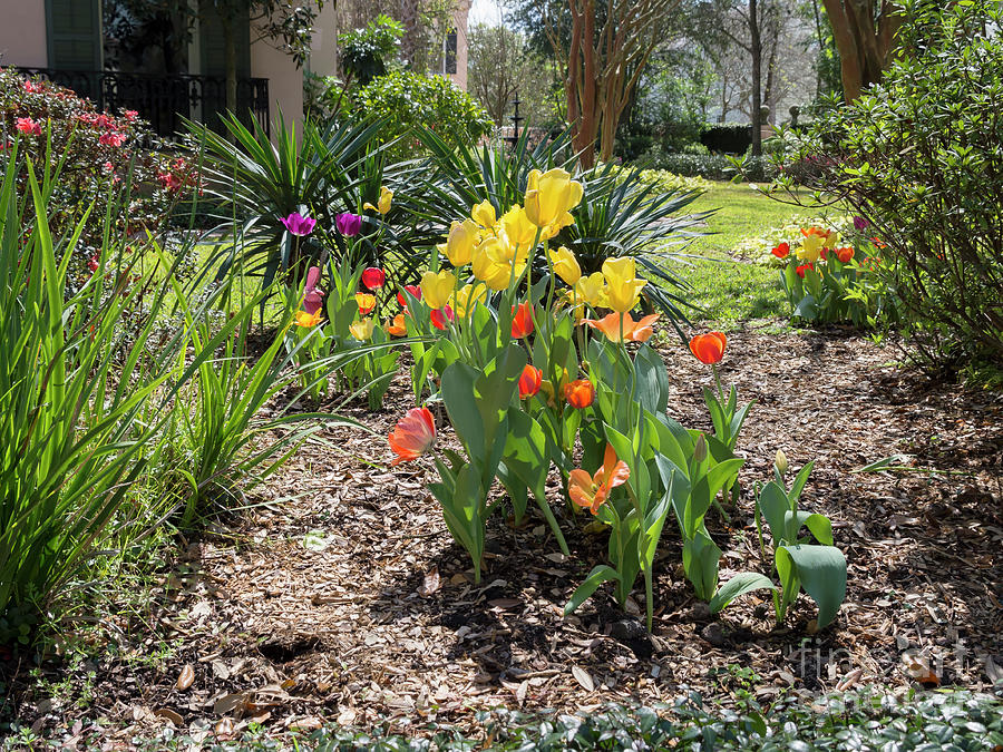 Tulips bloom in a garden of a mansion in the Garden District New Orleans Photograph by Louise Heusinkveld
