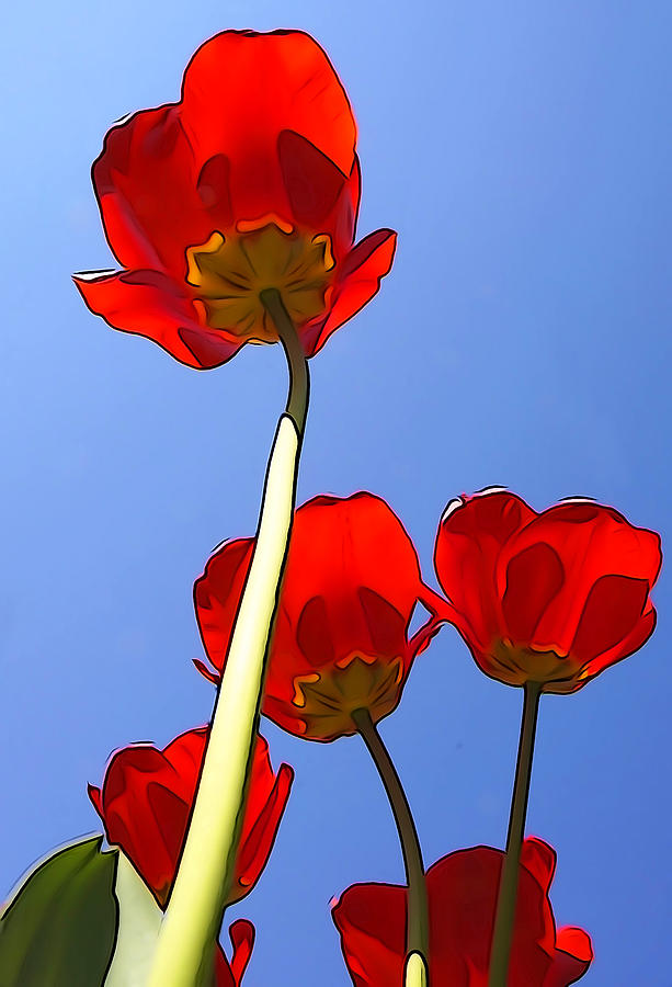 Tulips Blooming in Spring Photograph by Dennis Cox