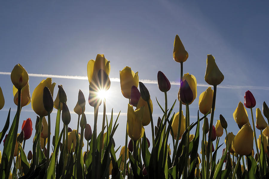 Tulips Blooming with Sun Star Burst Photograph by David Gn
