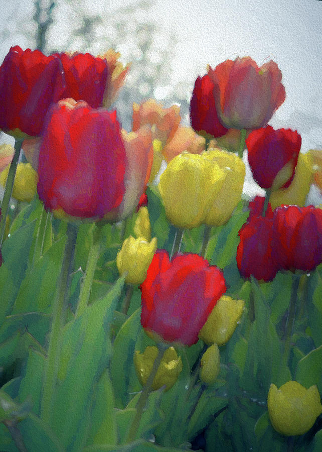 Tulip Photograph - Tulips Bold #1 by Marianne Hamer