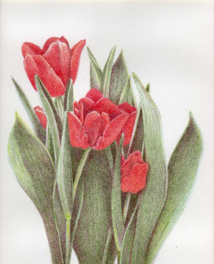 Tulips Drawing by Bonnie Haversat - Fine Art America