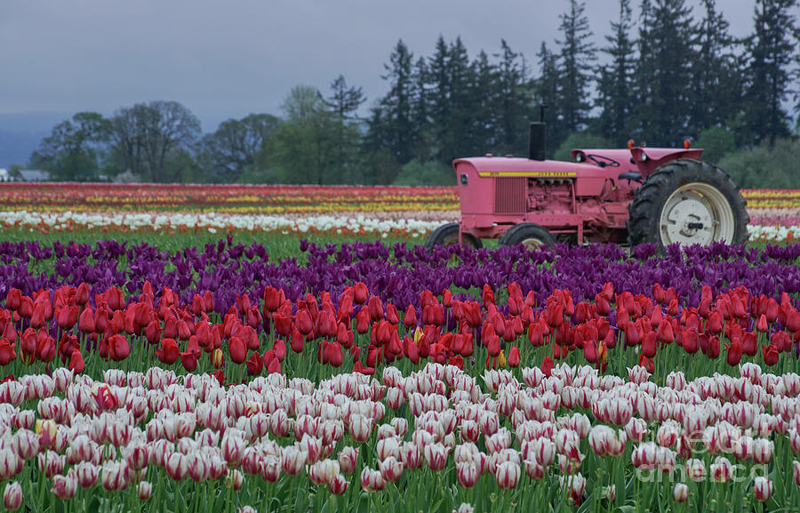 Tulips Photograph by Brian Kamprath