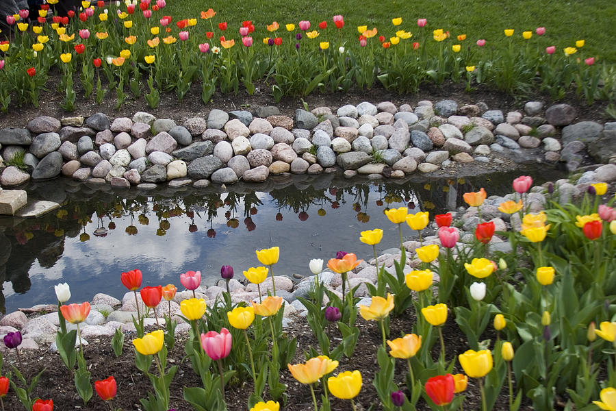 Tulips By A Pond Photograph by Elvira Butler