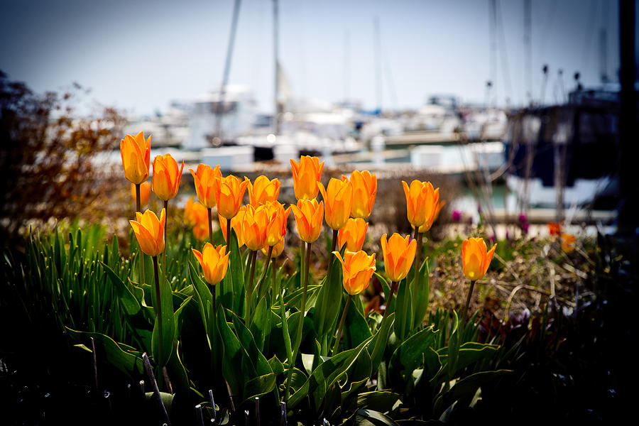 Tulips by the Harbor Photograph by Milena Ilieva