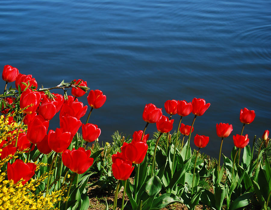 Tulips by the Pond Photograph by Marilynne Bull