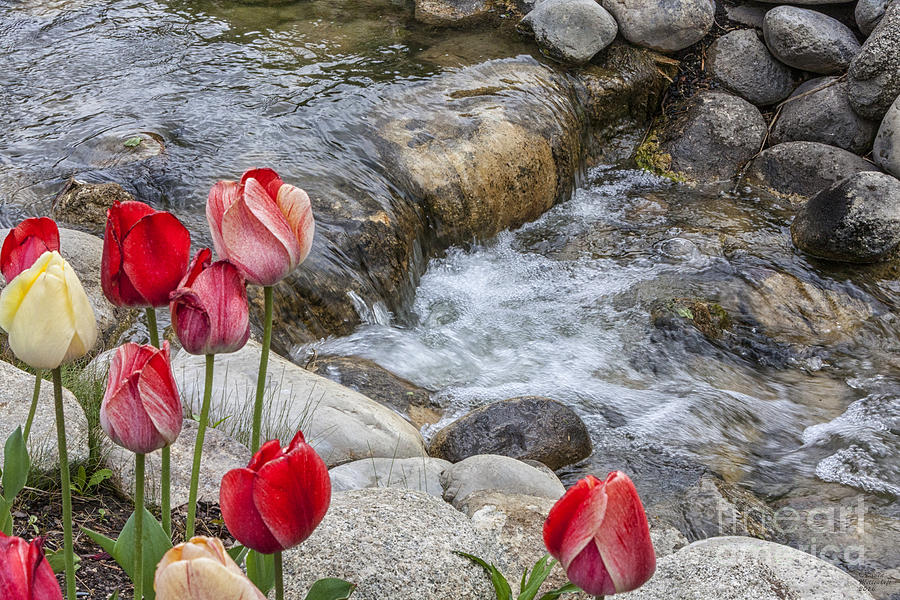 Tulips by the Stream Photograph by David Millenheft