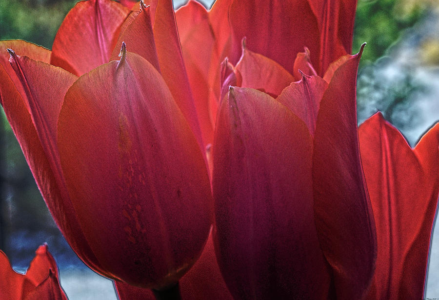 Tulips Digital Art by Charles Muhle