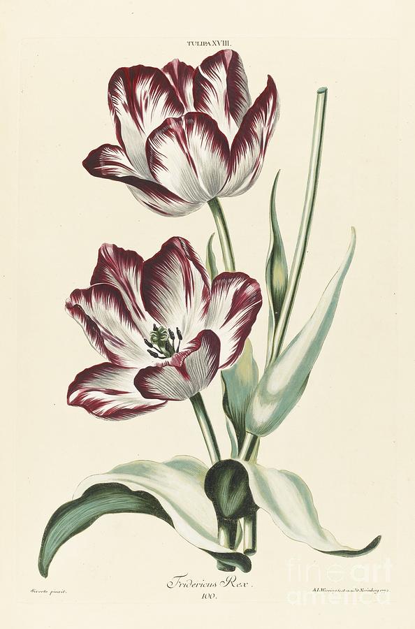 Tulips Painting by MotionAge Designs