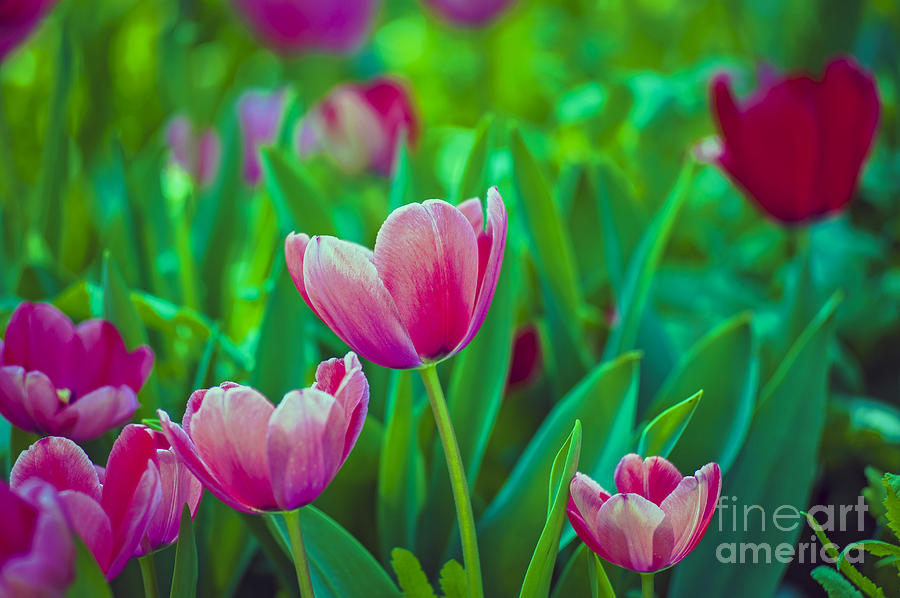 Tulips Close Up Photograph by David Zanzinger