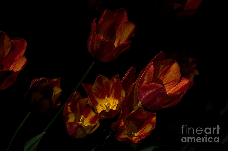 Tulips, coming into the light Photograph by David Frederick