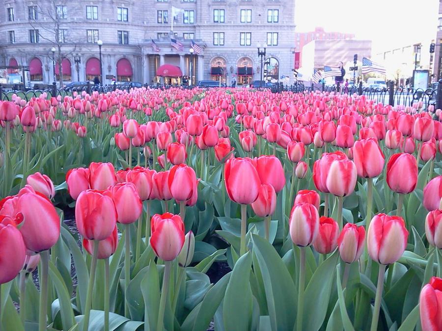 Tulips, Copley Square, Boston Photograph by Michael Dean Shelton