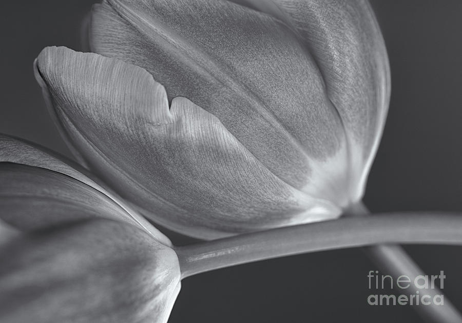 Black And White Photograph - Tulips Crossed by Rachel Cohen