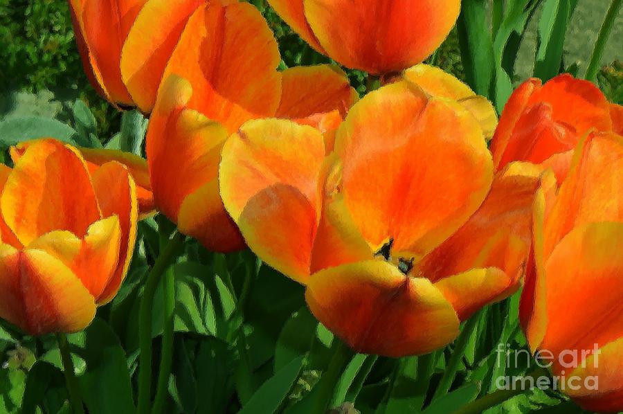 Tulips D Photograph by Beverly Shelby