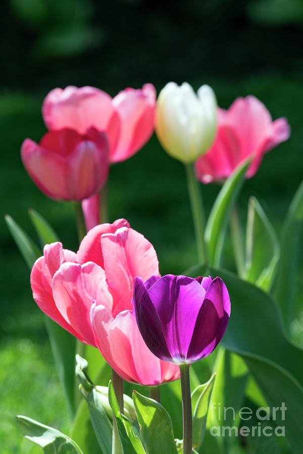 Tulips - D010363 Photograph by Daniel Dempster