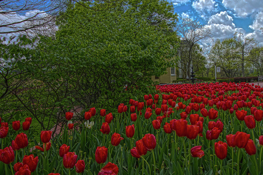 Tulips Photograph by Daniel Houghton