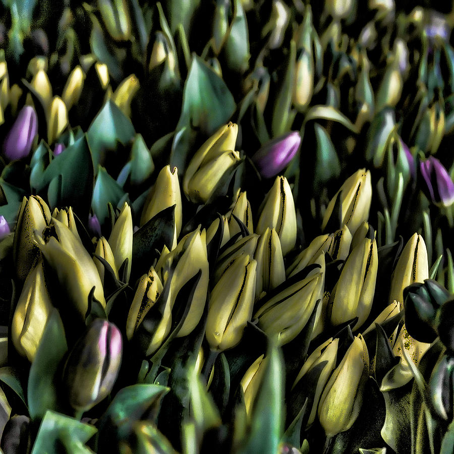 Tulips Photograph by David Patterson