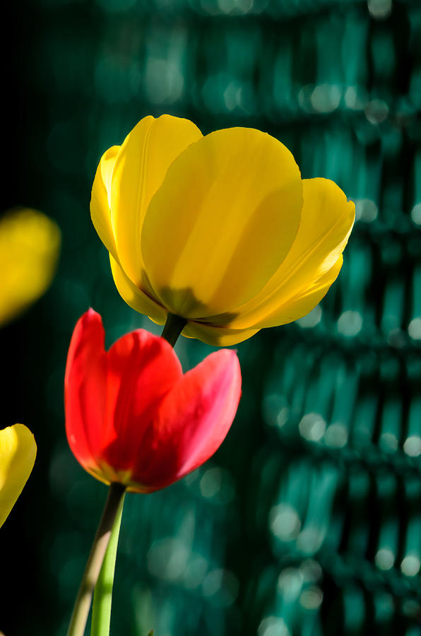 Tulips Photograph by Deborah Ritch