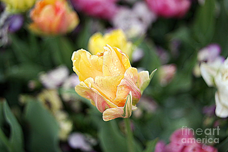 Tulips Photograph by Diana Mary Sharpton