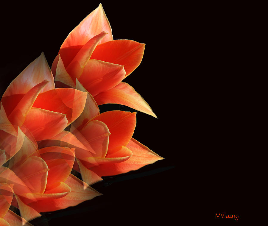 Tulips Dramatic Orange Montage Photograph by Femina Photo Art By Maggie