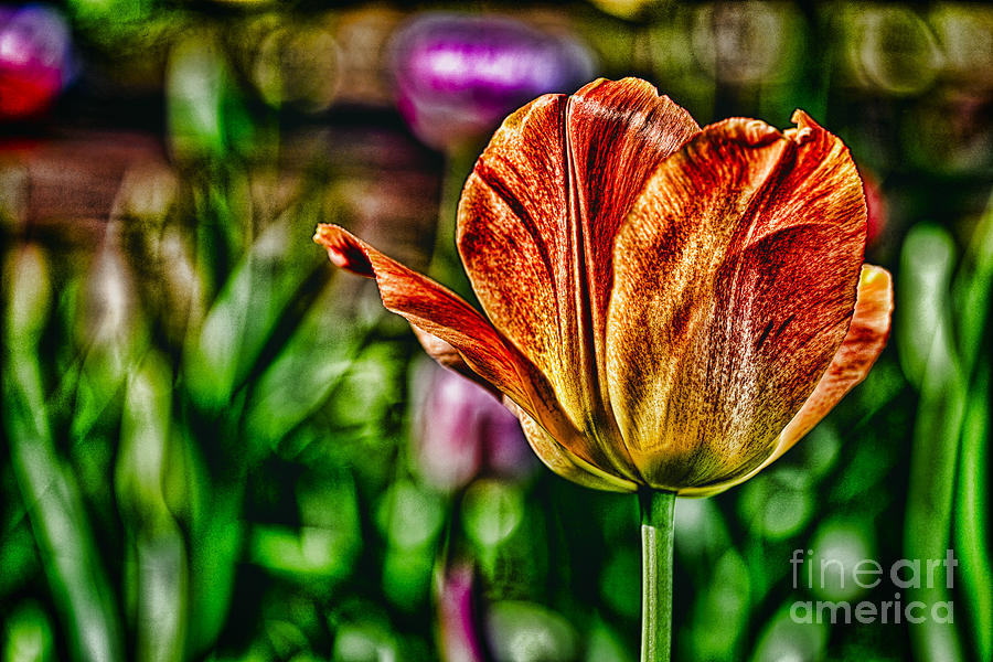 Tulip Photograph - Tulips Dream 1 by Stanislaw Sobolewski