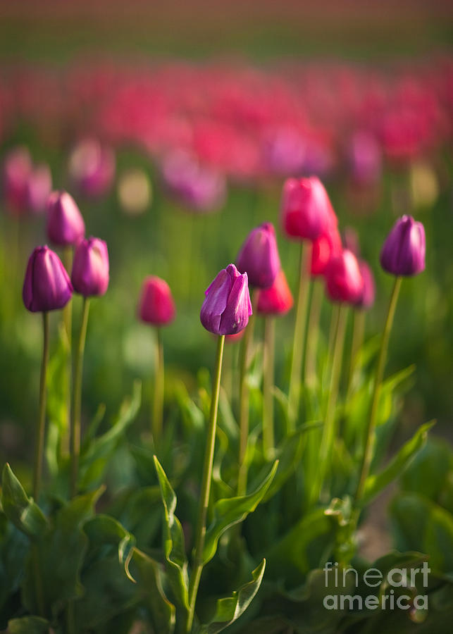 Tulip Photograph - Tulips Dream by Mike Reid