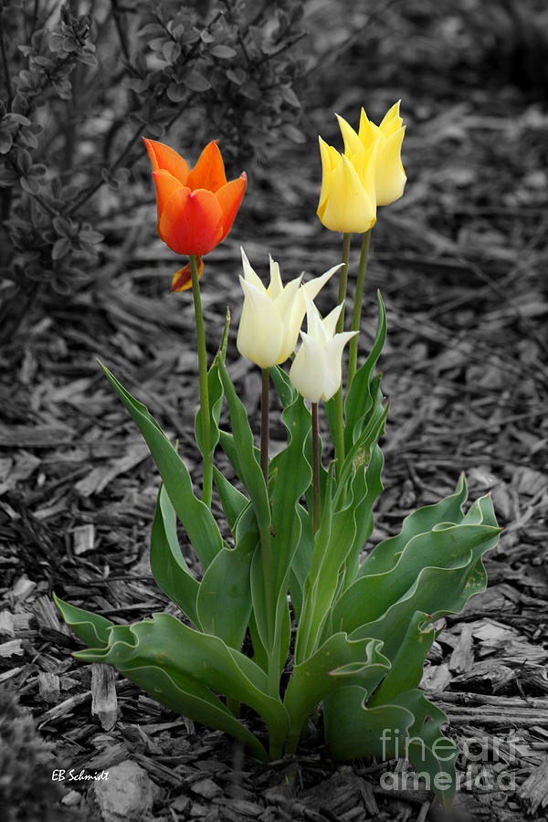 Tulips Photograph by E B Schmidt