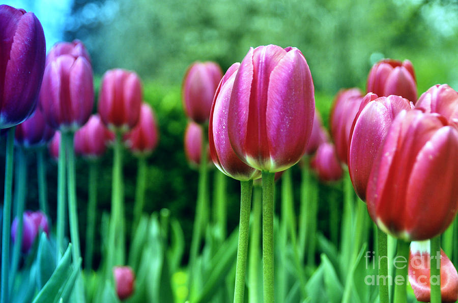 Tulips Photograph by Elaine Manley