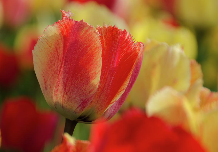 Tulips Photograph by Eleanor Bortnick