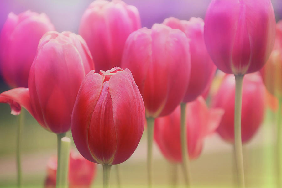 Tulips Entwined Photograph by Carol Japp