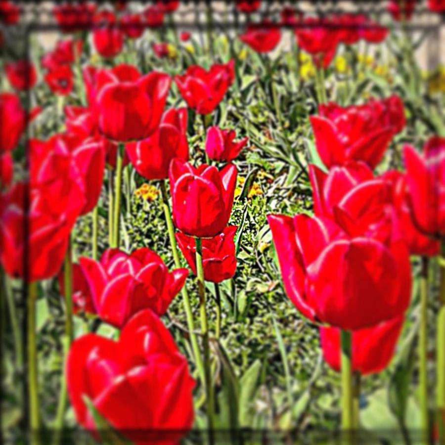Spring Photograph - #tulips #floral #flowers #florist by Sam Stratton