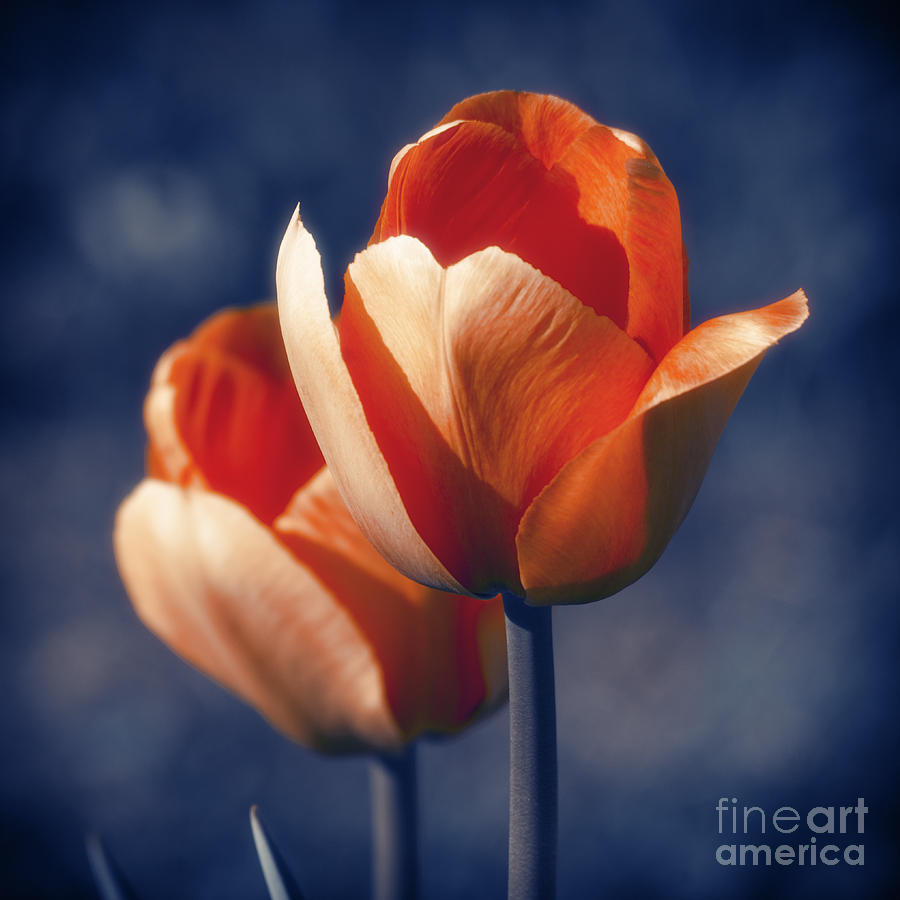 Tulip Photograph - Tulips Flowers by Konstantin Sevostyanov