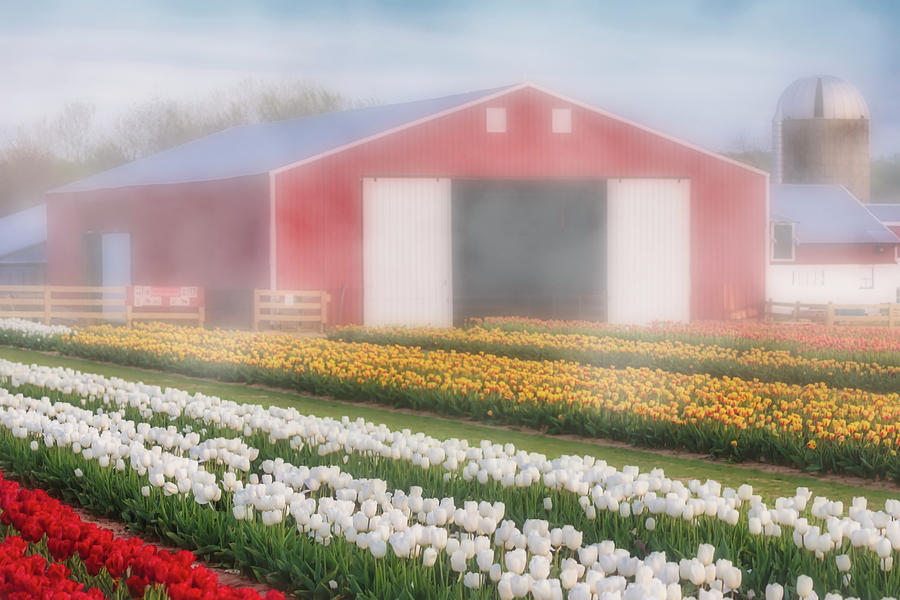 Tulips, Fog and Barn Photograph by Susan Candelario