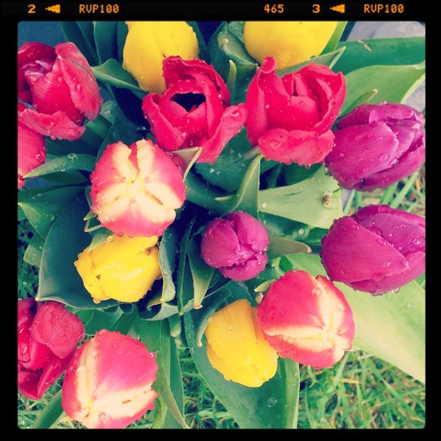 Flower Photograph - Tulips For A Spring Afternoon by Jennie Davies