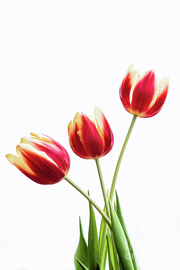 Spring Photograph - Tulips for my Love by Scott Pellegrin