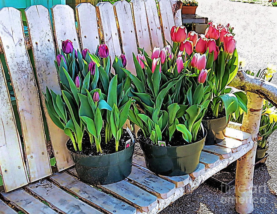 Tulips for Sale Photograph by Janice Drew