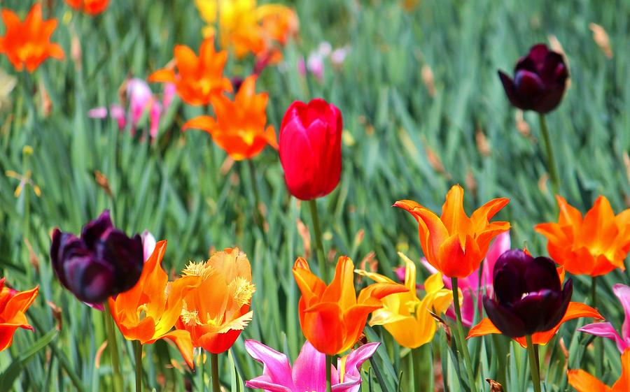 Tulips For Spring Photograph by Cynthia Guinn