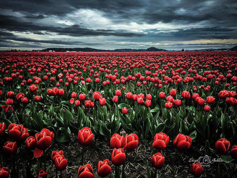 Tulips Forever Photograph by Steph Gabler