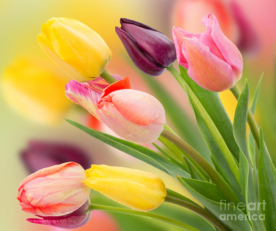 Tulips Fowers  Photograph by Anastasy Yarmolovich
