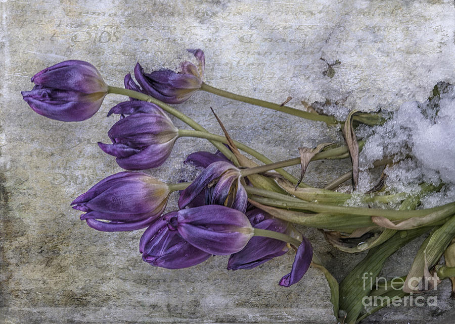 Tulips Frozen Mixed Media by Terry Rowe