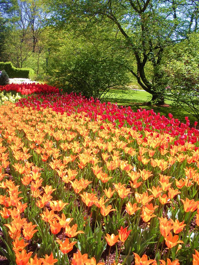 Tulips Galore Photograph by Jeanette Oberholtzer