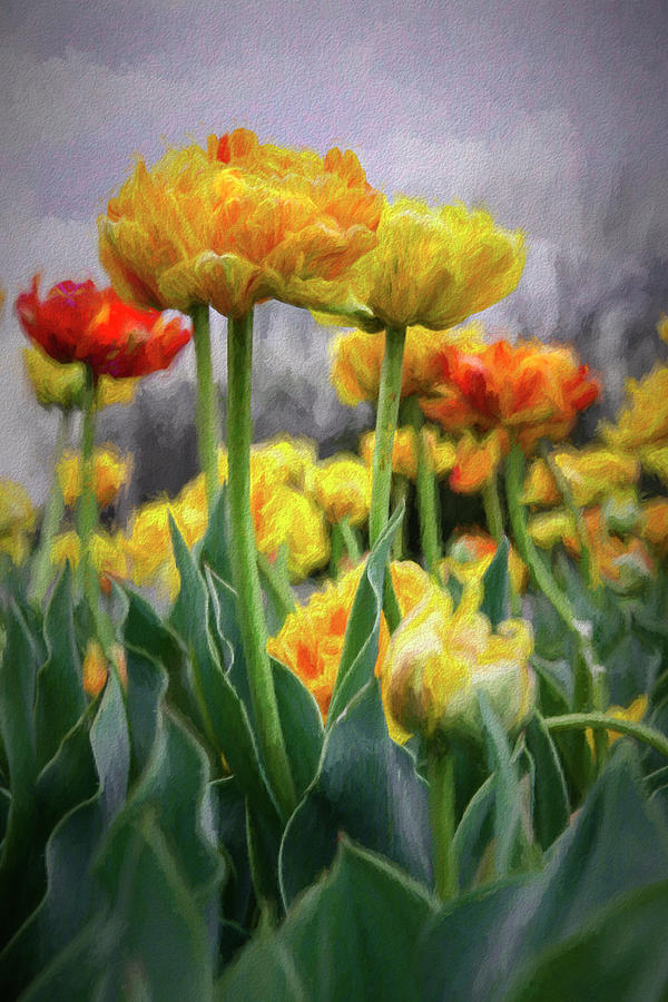 Tulip Photograph - Tulips Galore by Marianne Hamer