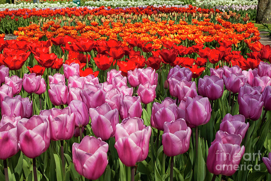 Tulips galore Photograph by Patricia Hofmeester