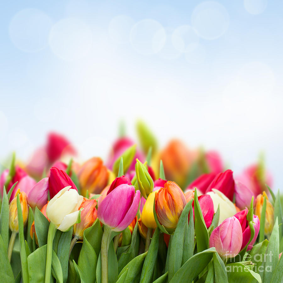 Tulips Garden Photograph by Anastasy Yarmolovich