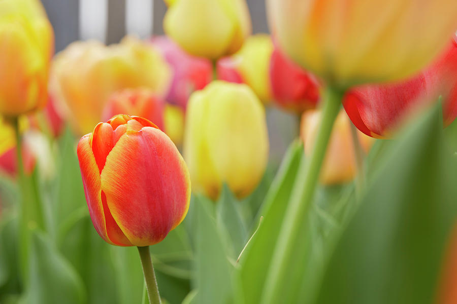 Tulips Photograph by Garden Gate magazine