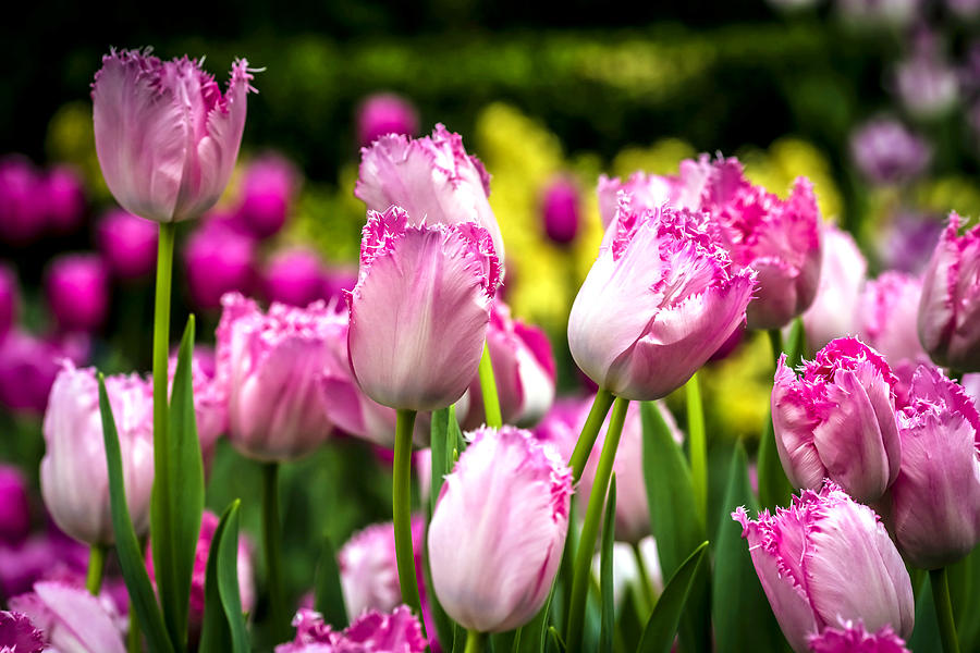 Daisy Photograph - Tulips Garden by Jijo George