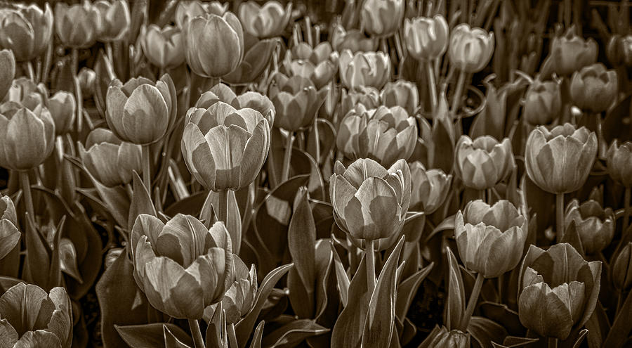 Tulip Garden Photograph by Phil Cardamone