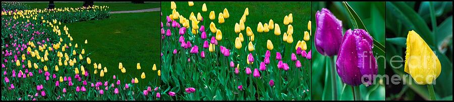 Tulips Grouping Photograph by Randy J Heath