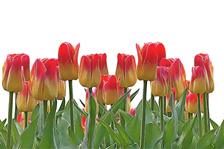 Tulips Painting by Harry Warrick
