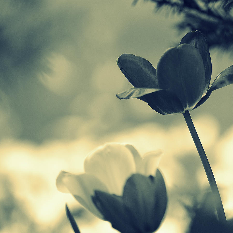 Tulips II Black White Photograph by Joan Han