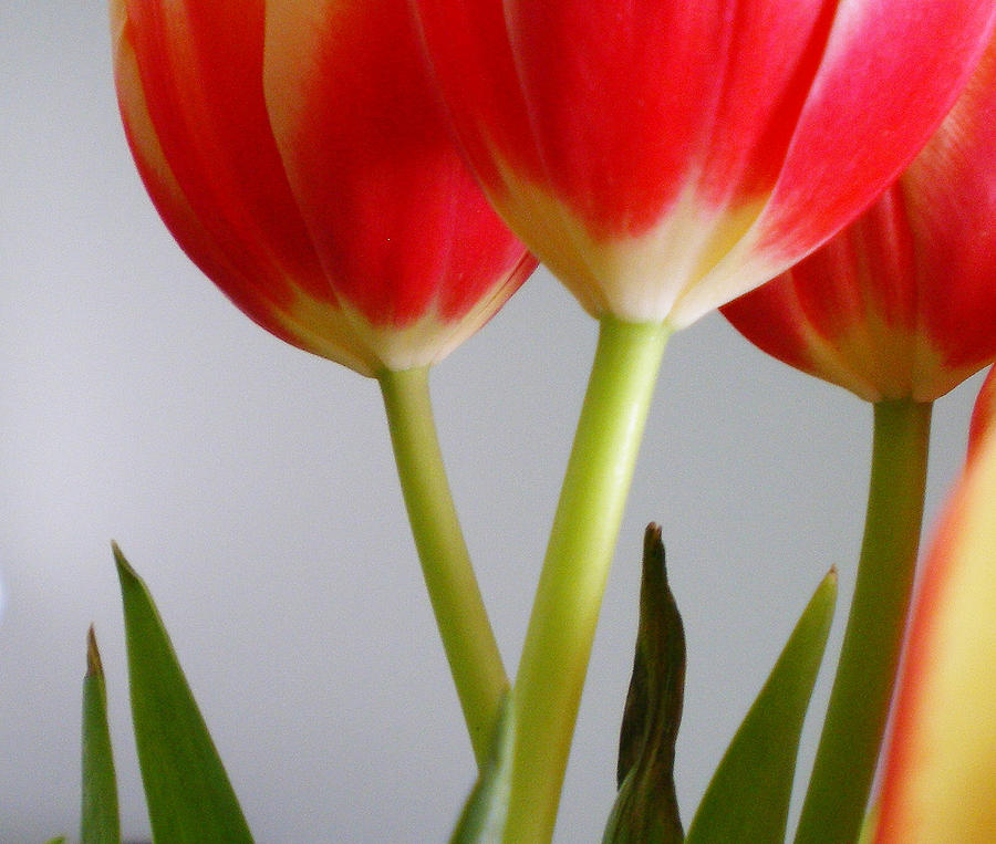 Tulips II Photograph by Robin Webster
